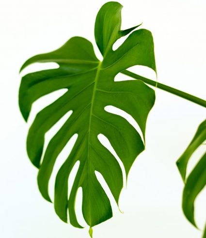 Claire Black Therapy